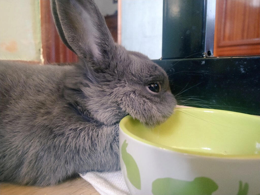 Photo of a dark grey rabbit with his head resting on a bowl.
