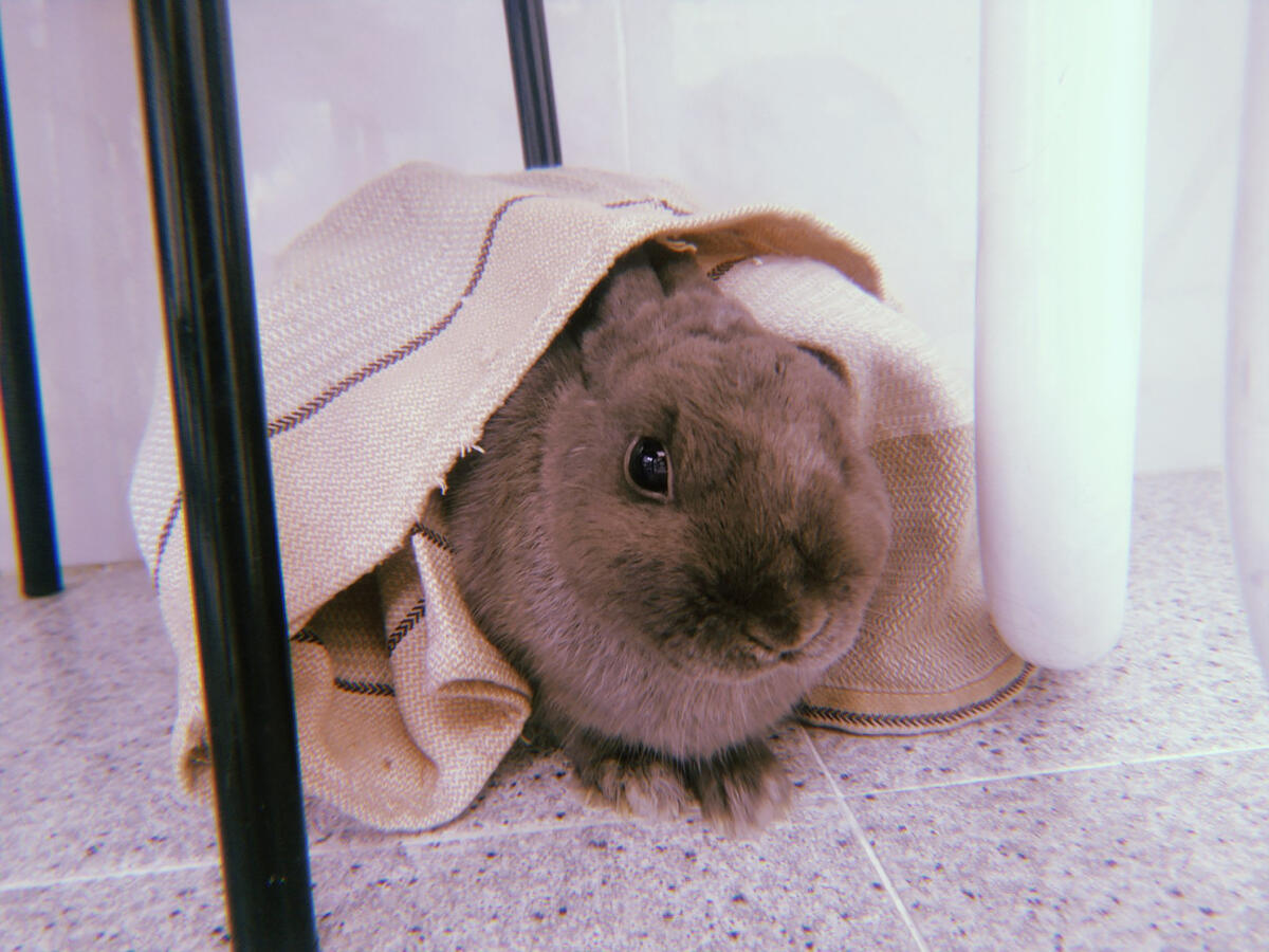 Photo of a dark grey rabbit covered by a blanket.