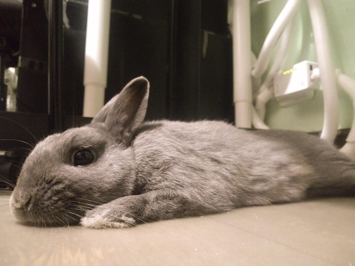 Photo of a dark grey rabbit laying on the floor.