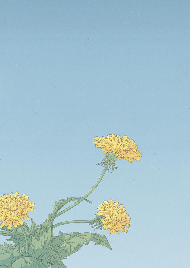 Color illustration of some dandelions against a bright, blue and empty sky.
