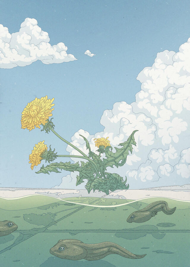 Color illustration of a puddle with some Rana Temporaria tadpoles on it. The viewpoint is situated quite low, so a concrete floor, a dandelion plant and puffy clouds and a blue sky can be seen behind the puddle. Color illustration of a puddle with some Rana Temporaria tadpoles on it. The viewpoint is situated quite low, so a concrete floor, a dandelion plant and puffy clouds and a blue sky can be seen behind the puddle.