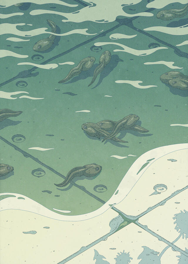 Color illustration, in greenish tones, of Rana temporaria tadpoles swimming on a puddle that has formed over a concrete floor. The shadow of some off-canvas dandelions can be seen too.