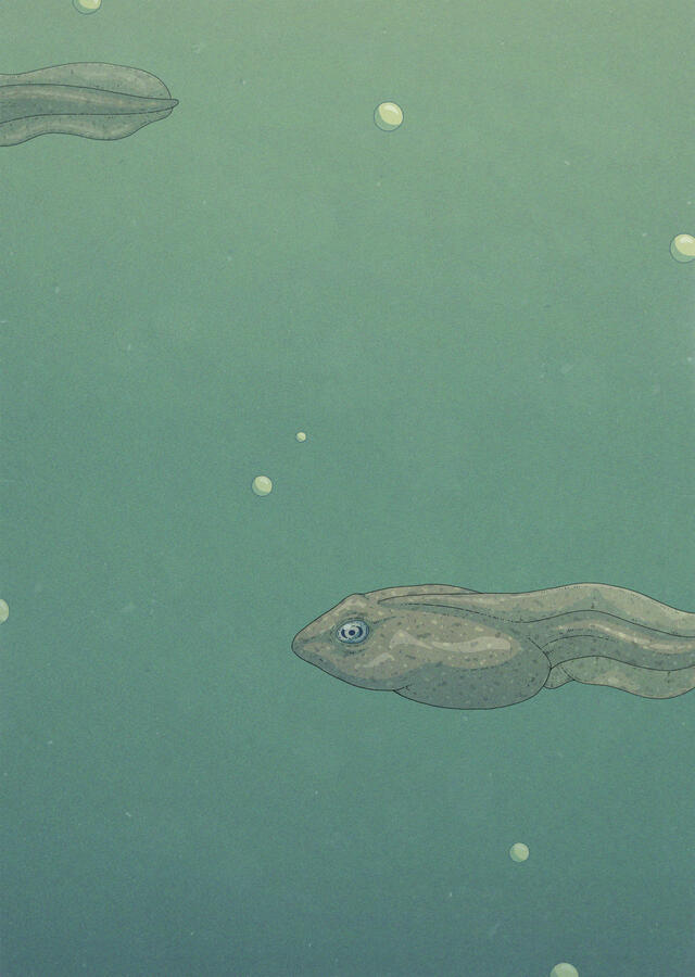 Color illustration, in greenish tones, of Rana temporaria tadpoles swimming underwater.