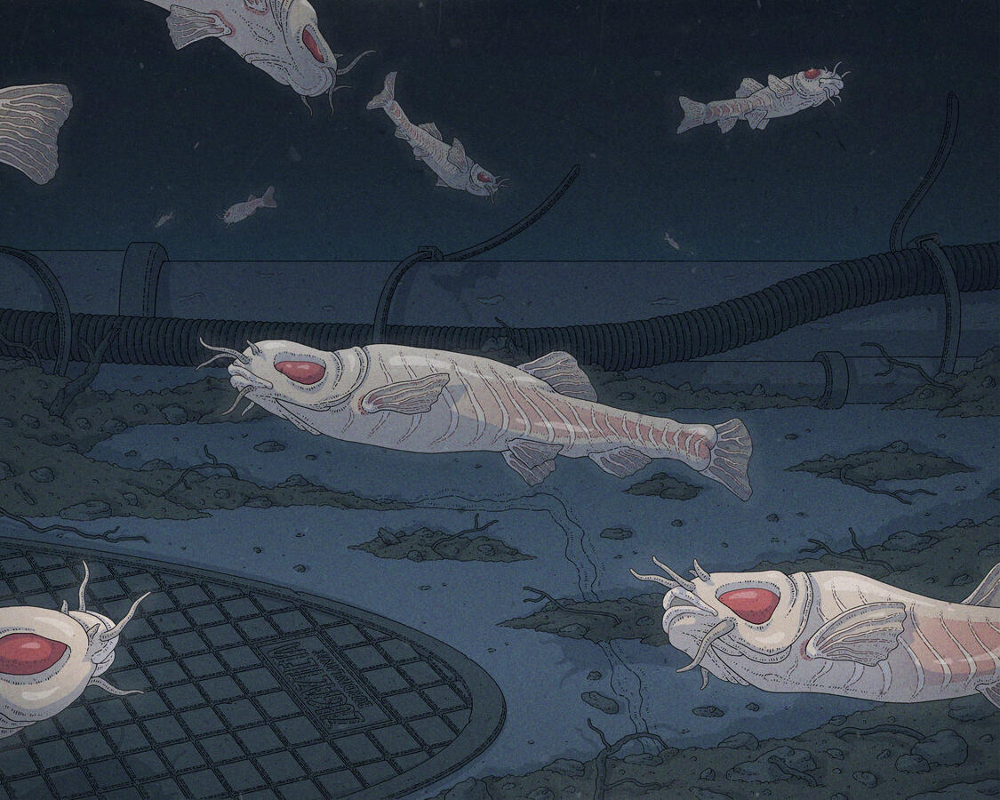Color illustration of some Garra andruzzii cavefish swimming on a dark, flooded garage.